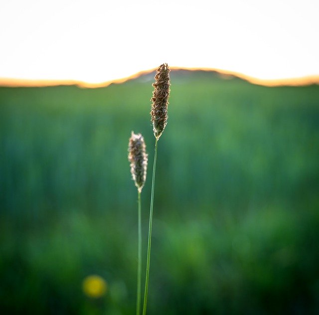 Free download Grasses Green Meadow -  free photo or picture to be edited with GIMP online image editor