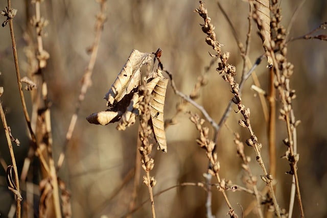 Free download grasses leaves dry faded dried free picture to be edited with GIMP free online image editor