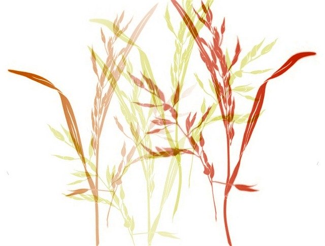 Free download Grasses Stengel Blurry -  free illustration to be edited with GIMP free online image editor