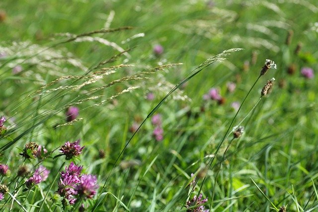 Free download Grass Field Meadow -  free photo or picture to be edited with GIMP online image editor