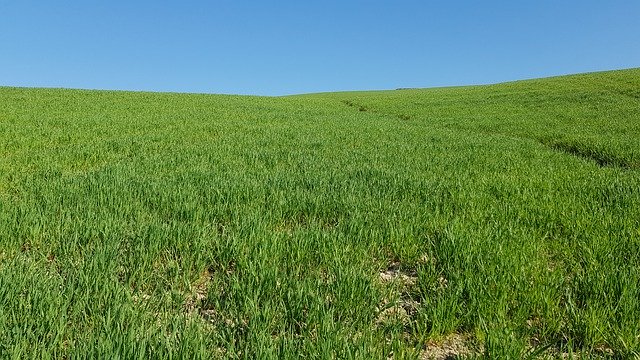 Free download Grass Field Tuscany -  free photo or picture to be edited with GIMP online image editor