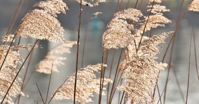 Free download grass field wind summer nature free picture to be edited with GIMP free online image editor