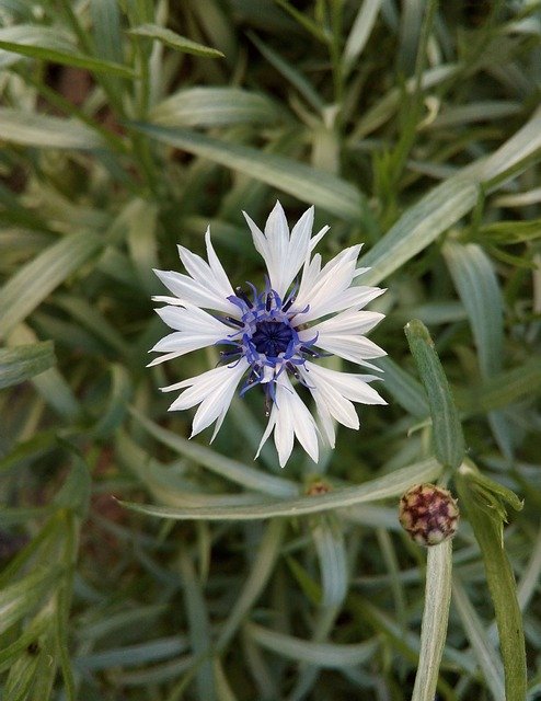 Free download Grass Flower Blue -  free photo or picture to be edited with GIMP online image editor