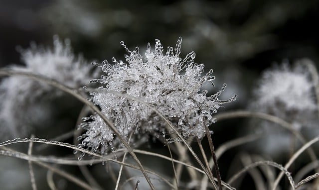 Free download grass frost icicles crystals free picture to be edited with GIMP free online image editor