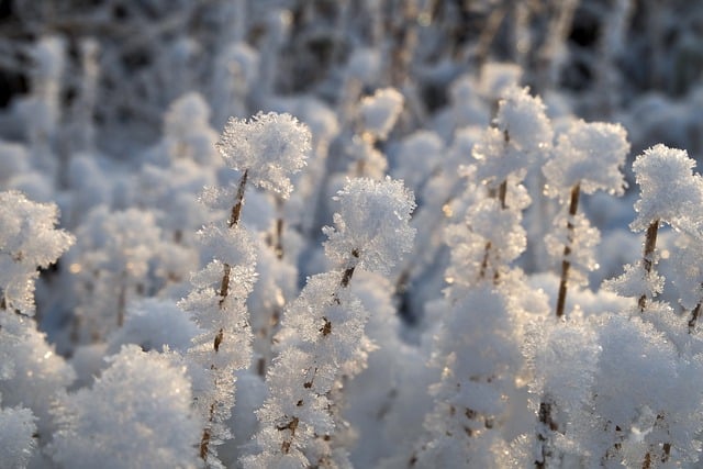 Free download grass frost snow winter nature free picture to be edited with GIMP free online image editor