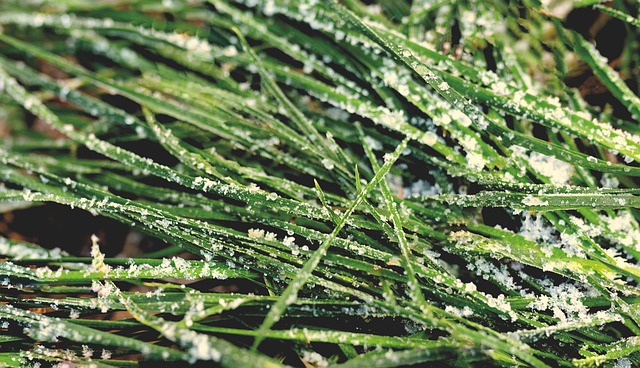 Free download grass frozen grass ice crystals free picture to be edited with GIMP free online image editor