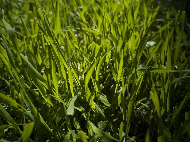 Free download Grass Green Field -  free photo or picture to be edited with GIMP online image editor