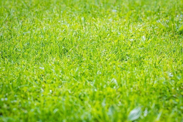 Free download grass green meadow garden wet free picture to be edited with GIMP free online image editor