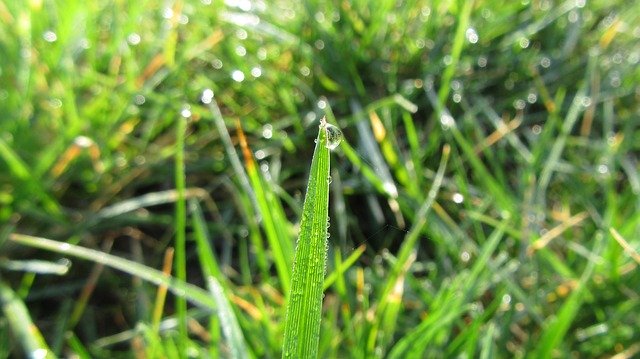 Free download Grass Green Water Drop -  free photo or picture to be edited with GIMP online image editor