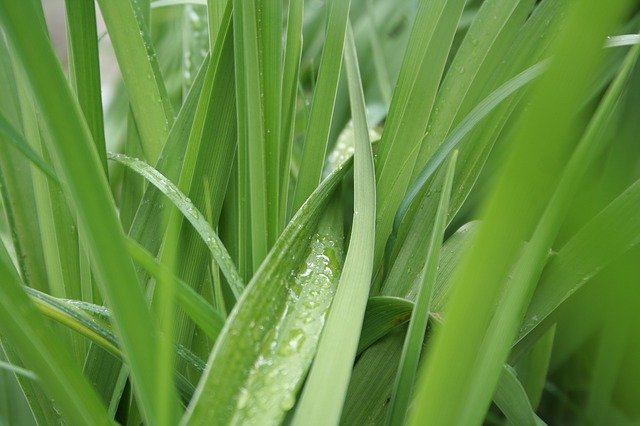 Free download Grass Green Wet -  free photo or picture to be edited with GIMP online image editor