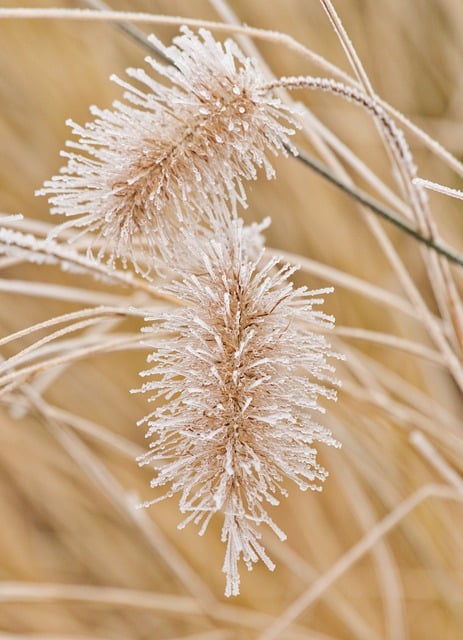 Free download grass herbs frost winter free picture to be edited with GIMP free online image editor