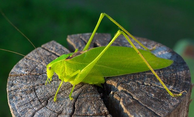 Free download Grasshopper Green Insect -  free photo or picture to be edited with GIMP online image editor