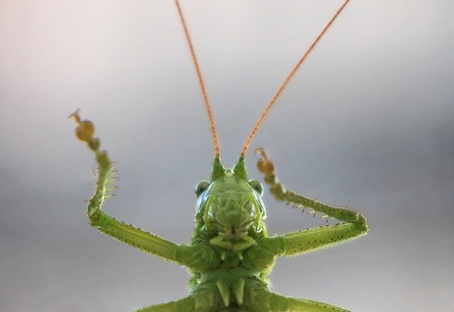 Free download Grasshopper Green Tettigonia -  free photo or picture to be edited with GIMP online image editor