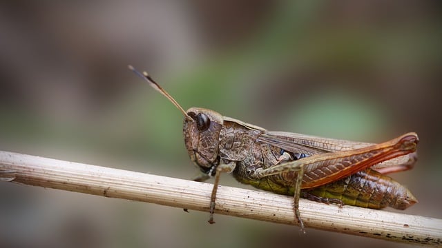 Free download grasshopper insect entomology free picture to be edited with GIMP free online image editor