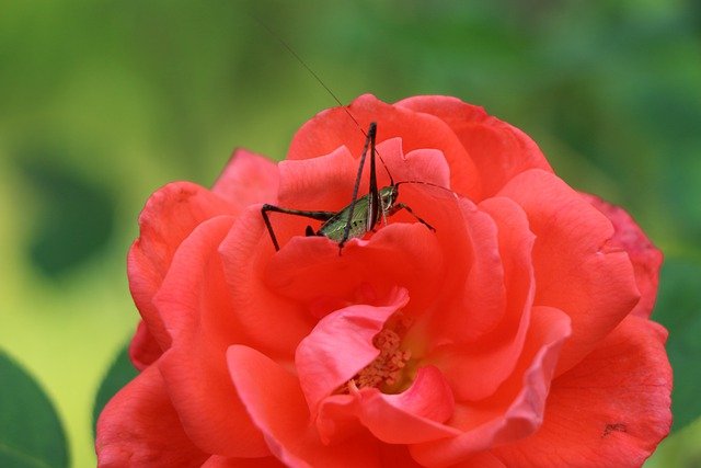 Free download grasshopper insect flower rose free picture to be edited with GIMP free online image editor