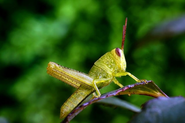 Free download grasshopper insect leaf plant bug free picture to be edited with GIMP free online image editor