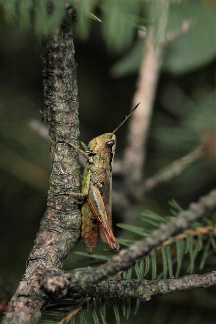 Free download grasshopper insect spruce branch free picture to be edited with GIMP free online image editor