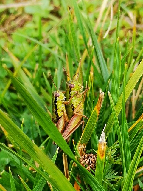 Free download Grasshoppers Nature Green -  free photo or picture to be edited with GIMP online image editor