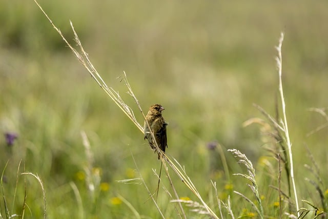 Free download grassland nature bird weaver free picture to be edited with GIMP free online image editor