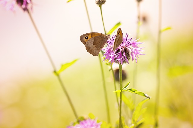 Free download grasslands natural meadow summer free picture to be edited with GIMP free online image editor