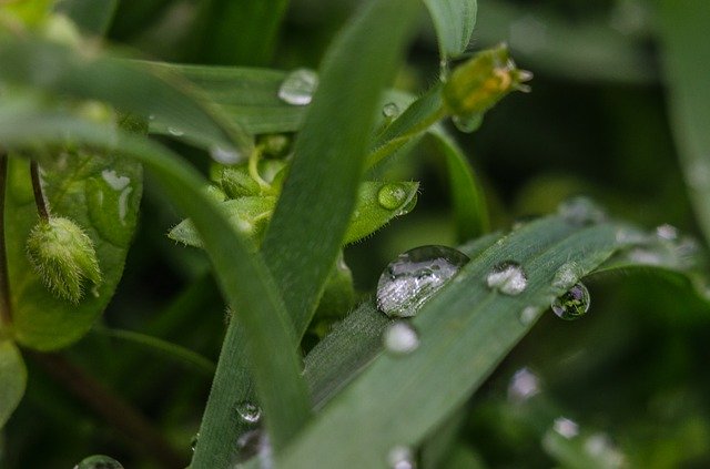 Free download Grass Macro Waterdrop -  free photo or picture to be edited with GIMP online image editor