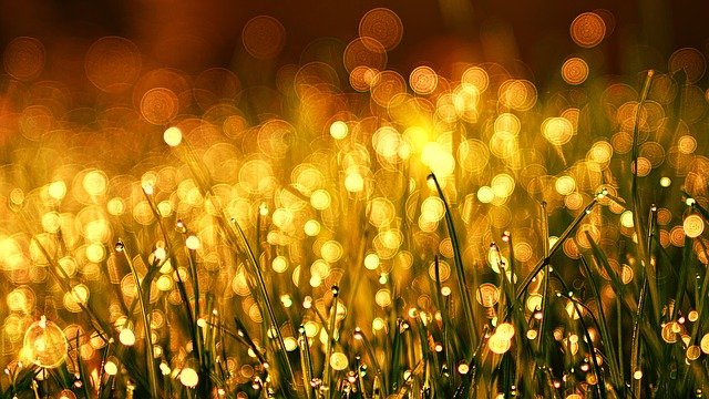 Free download grass meadow dew bokeh free picture to be edited with GIMP free online image editor