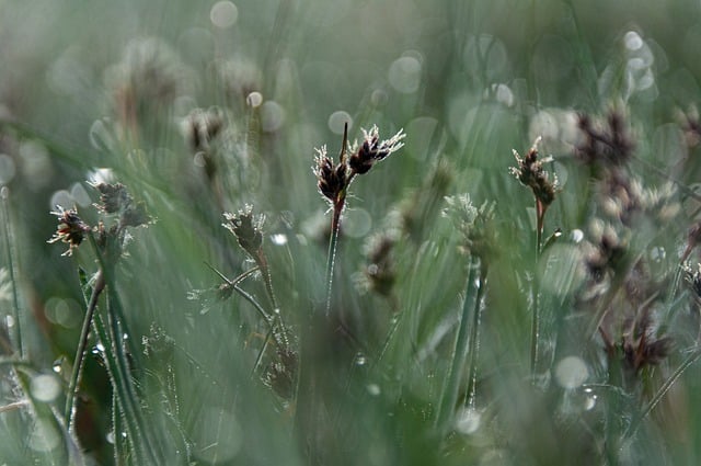 Free download grass meadow morning dew dewdrop free picture to be edited with GIMP free online image editor