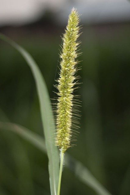 Free download grass nature field botany growth free picture to be edited with GIMP free online image editor