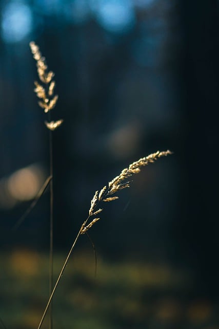 Free download grass nature foliage close up free picture to be edited with GIMP free online image editor