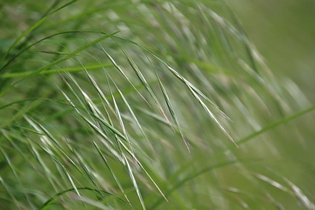 Free download grass nature green stalks close up free picture to be edited with GIMP free online image editor