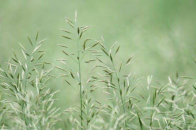 Free download grass nature plants spring seeds free picture to be edited with GIMP free online image editor