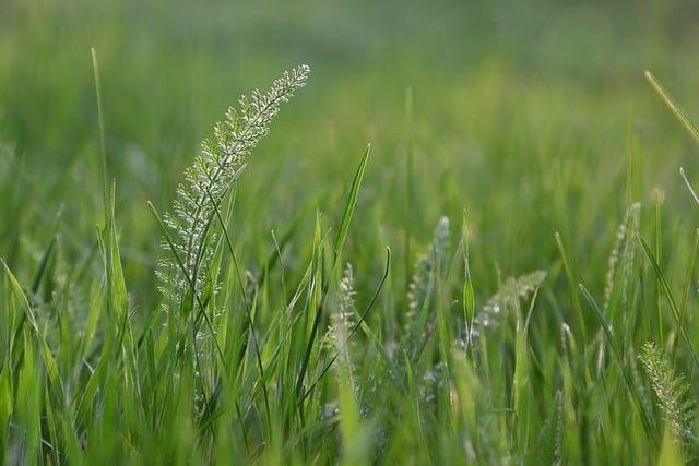 Free download Grass Nature Spring -  free photo or picture to be edited with GIMP online image editor