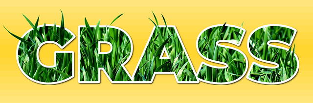 Free download Grass Plant Green -  free illustration to be edited with GIMP free online image editor