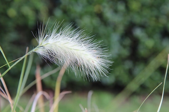 Free download grass plant pennisetum green free picture to be edited with GIMP free online image editor