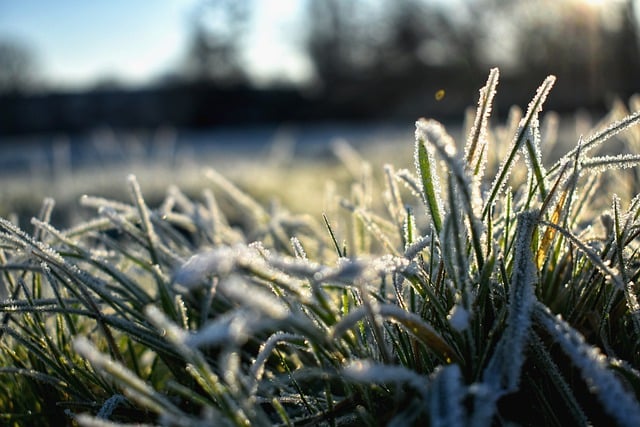 Free download grass plants ice cold sunshine free picture to be edited with GIMP free online image editor