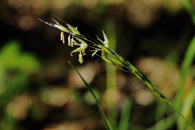 Free download grass plant stem grass flower seeds free picture to be edited with GIMP free online image editor