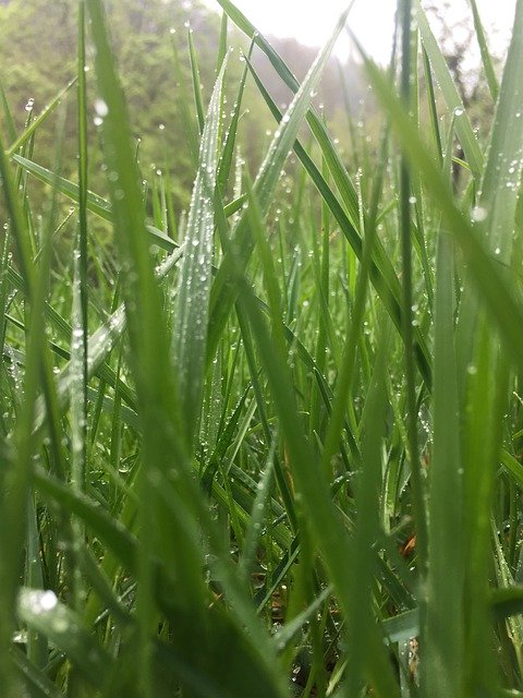 Free download Grass Rain Drip -  free photo or picture to be edited with GIMP online image editor