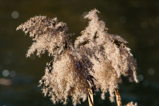 Free download grass reed cane fall free picture to be edited with GIMP free online image editor