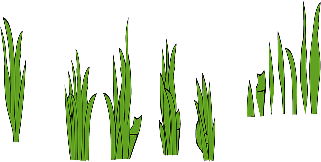 Free download Grass Rice Field Paddy - Free vector graphic on Pixabay free illustration to be edited with GIMP free online image editor