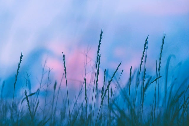 Free download grass sand dunes sunset blue hour free picture to be edited with GIMP free online image editor