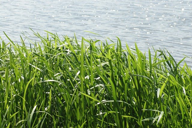 Free download Grass Sea Landscape -  free photo or picture to be edited with GIMP online image editor