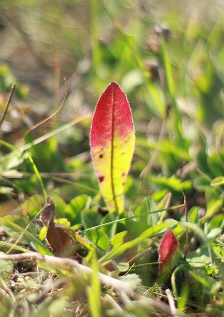 Free download Grass Sheet Green -  free photo or picture to be edited with GIMP online image editor