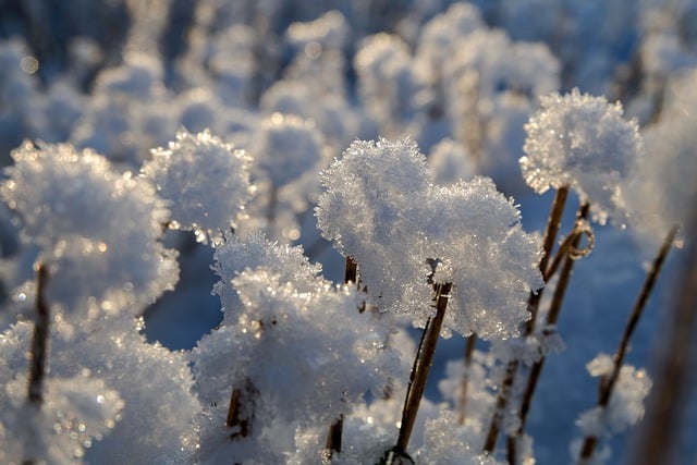 Free download grass snow frost crystals cold free picture to be edited with GIMP free online image editor