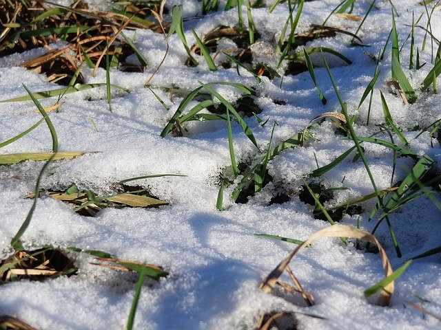 Free download Grass Snow Winter -  free photo or picture to be edited with GIMP online image editor