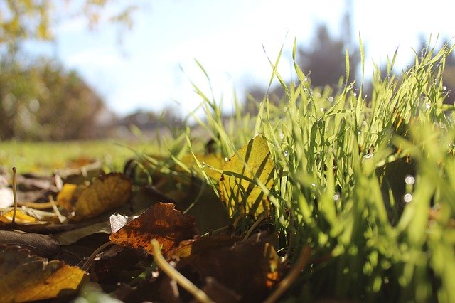 Free download Grass Spring Autumn -  free photo or picture to be edited with GIMP online image editor