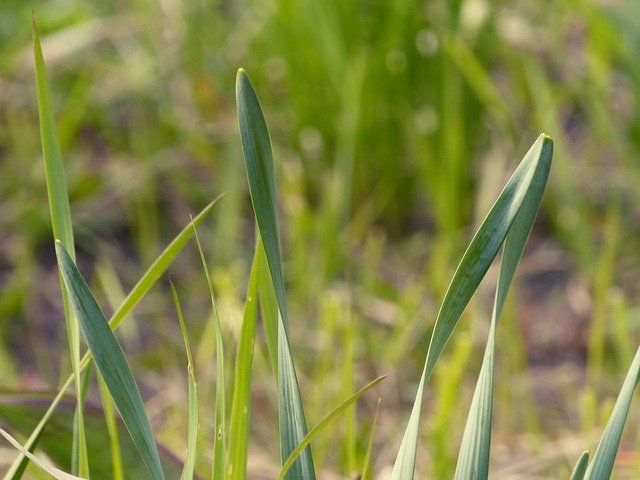 Free download Grass Spring Green -  free photo or picture to be edited with GIMP online image editor