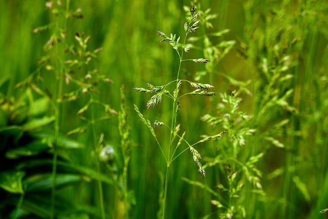 Free download grass summer meadow field nature free picture to be edited with GIMP free online image editor