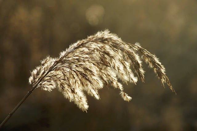 Free download grass sunset nature close up free picture to be edited with GIMP free online image editor