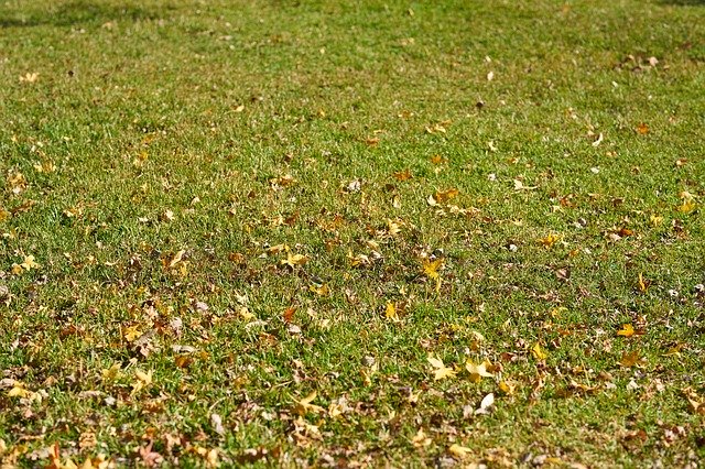 Free download Grass The Leaves Are Green -  free photo or picture to be edited with GIMP online image editor