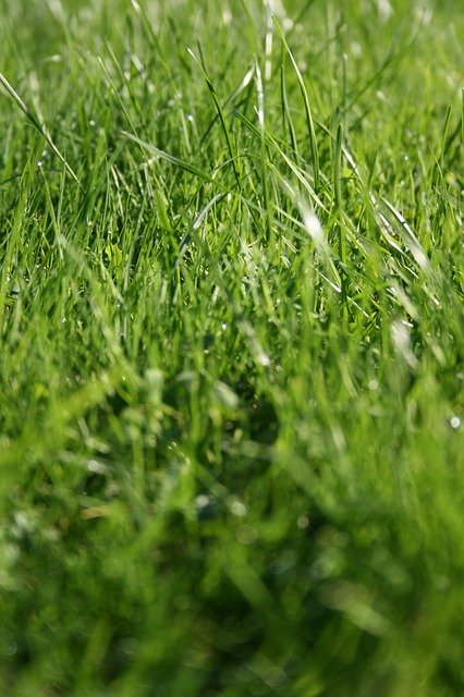 Free download Grass Wild Meadow Green Blade Of -  free photo or picture to be edited with GIMP online image editor